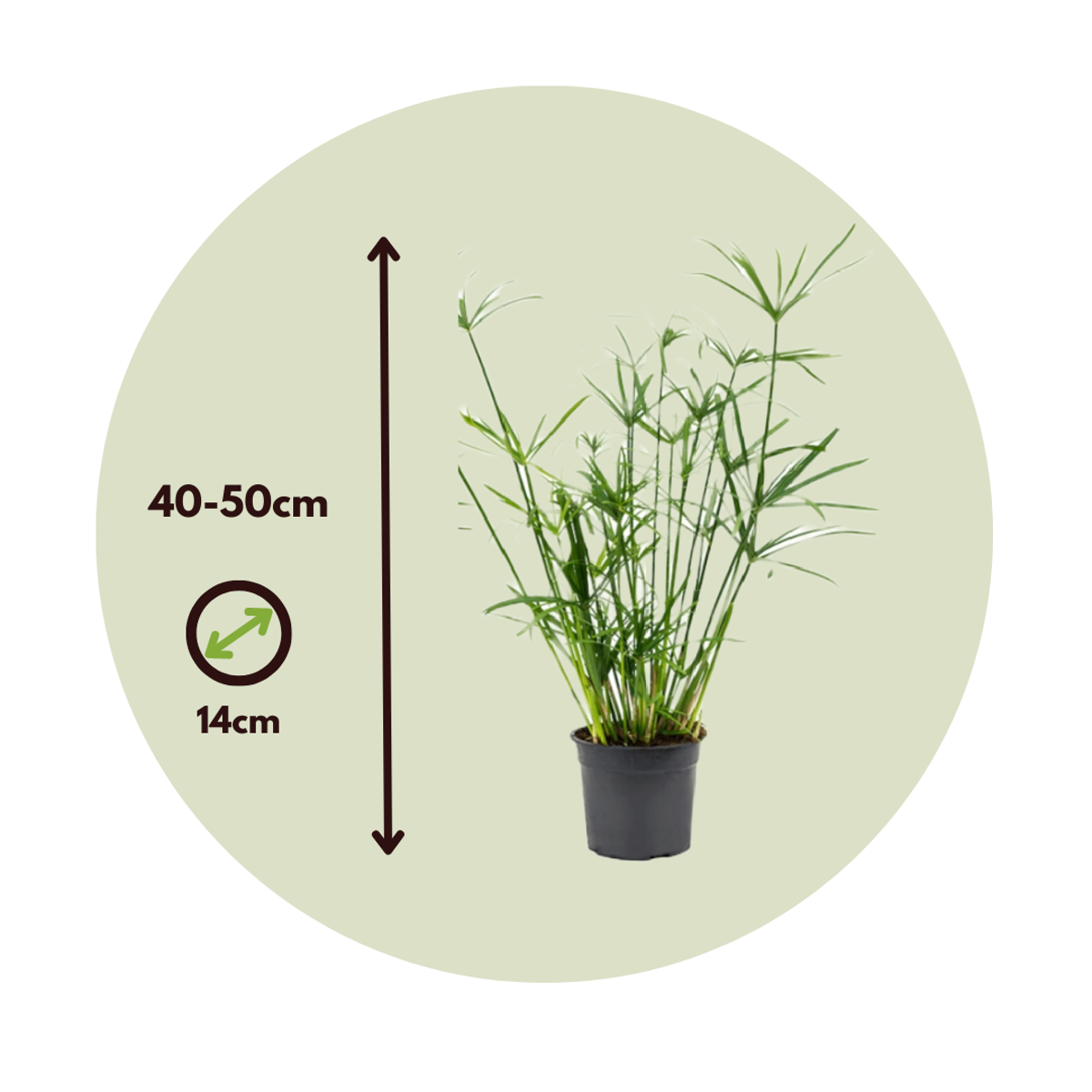 Umbrella plant - 2 pcs. - Cyperus alternifolius - Height 40-50cm - ⌀14cm