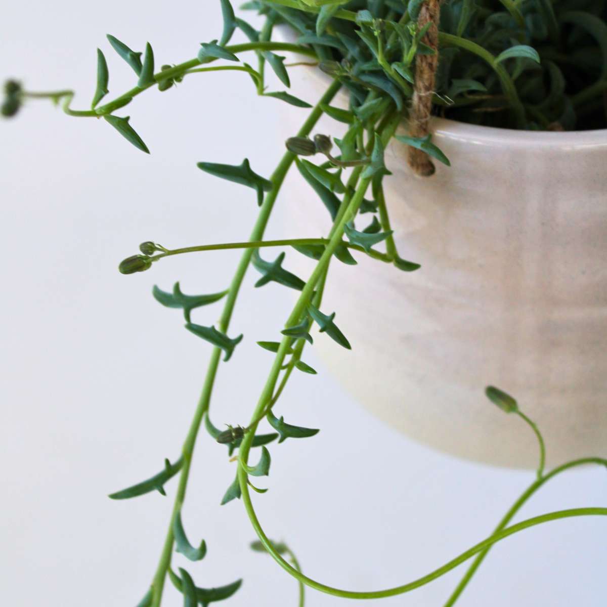 String of Dolphins - 2 pcs. - Senecio peregrinus - Height 10-20cm - ⌀12cm