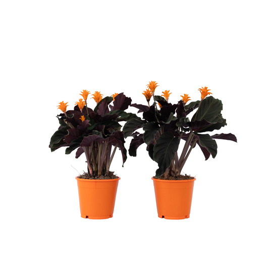 Prayer Plant - 2 pcs. - Calathea crocata 'Tassmania' - Height 40-50cm - ⌀14cm