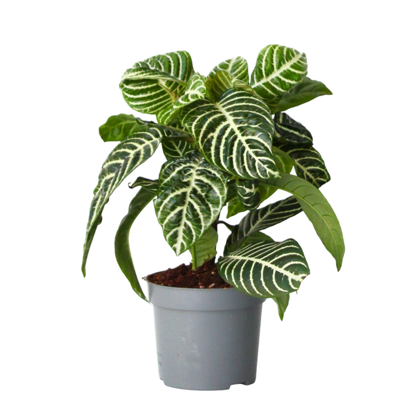 Zebra Plant - Aphelandra squarrosa 'Botanica' - Height 25-45cm - ⌀13cm