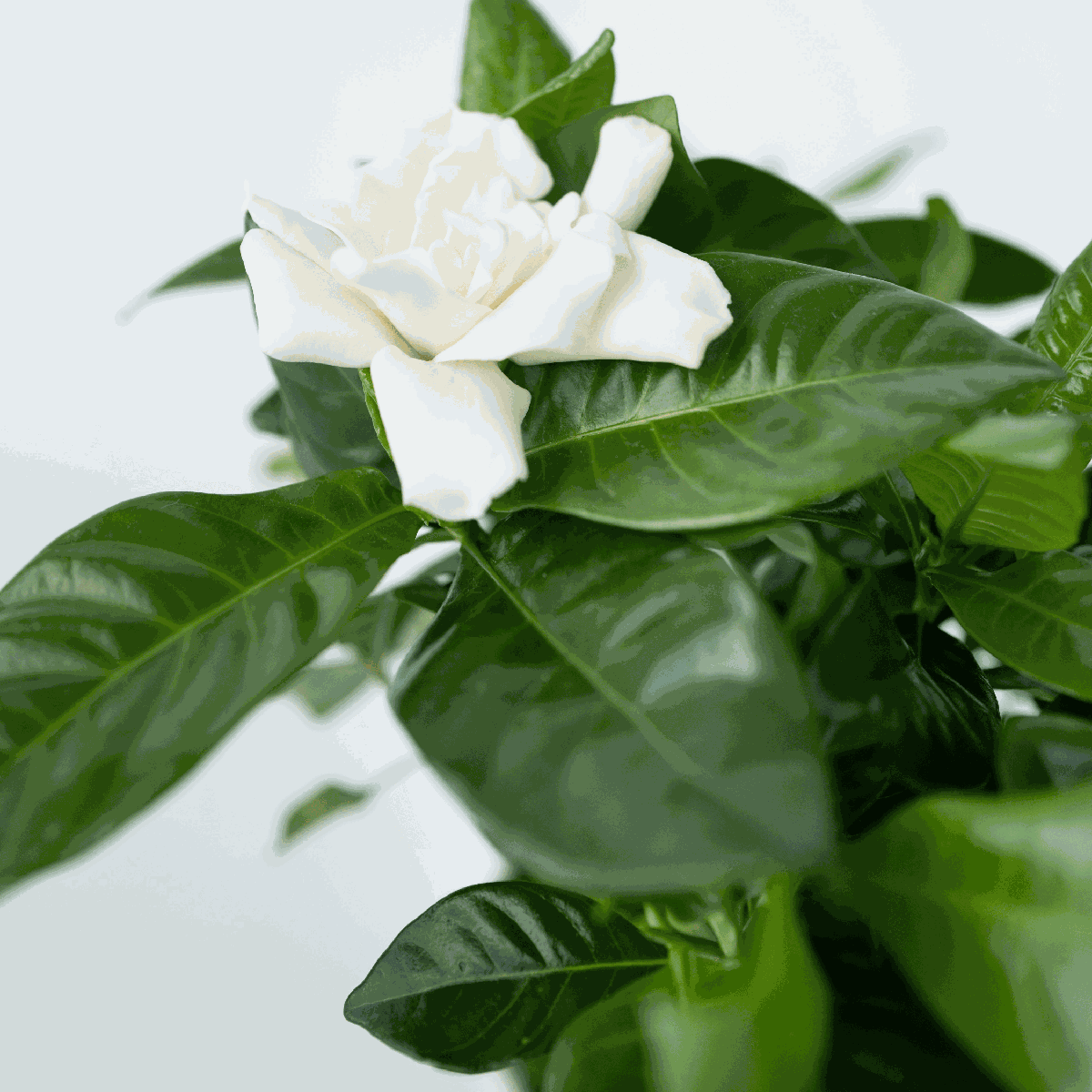 Cape Jasmine - Gardenia jasminoides - Height 20-30cm - ⌀13cm
