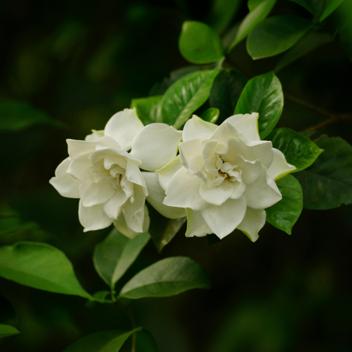 Cape Jasmine - 4 pcs. - Gardenia jasminoides - Height 20-30cm - ⌀13cm