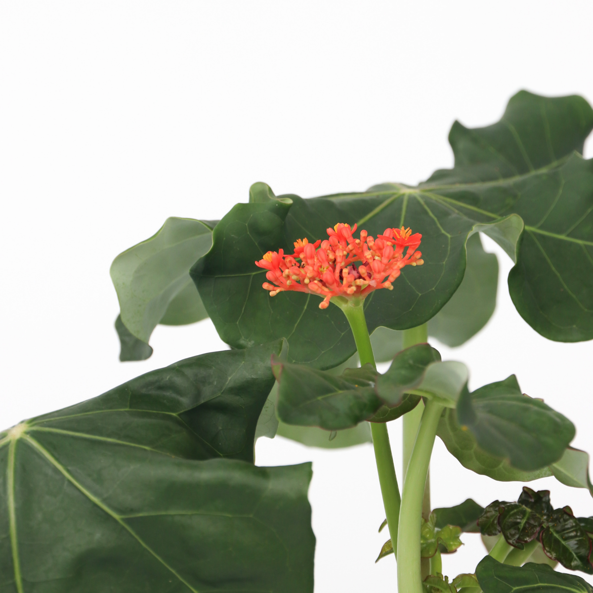 Buddha belly - 2 pcs. - Jatropha podagrica - Height 25-45cm - ⌀13cm