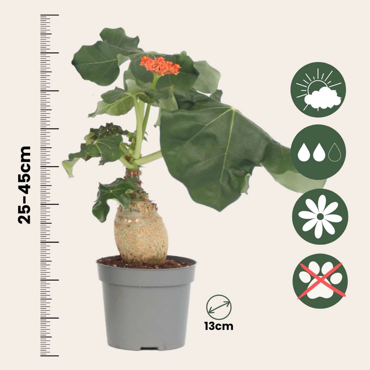 Buddha belly - 2 pcs. - Jatropha podagrica - Height 25-45cm - ⌀13cm