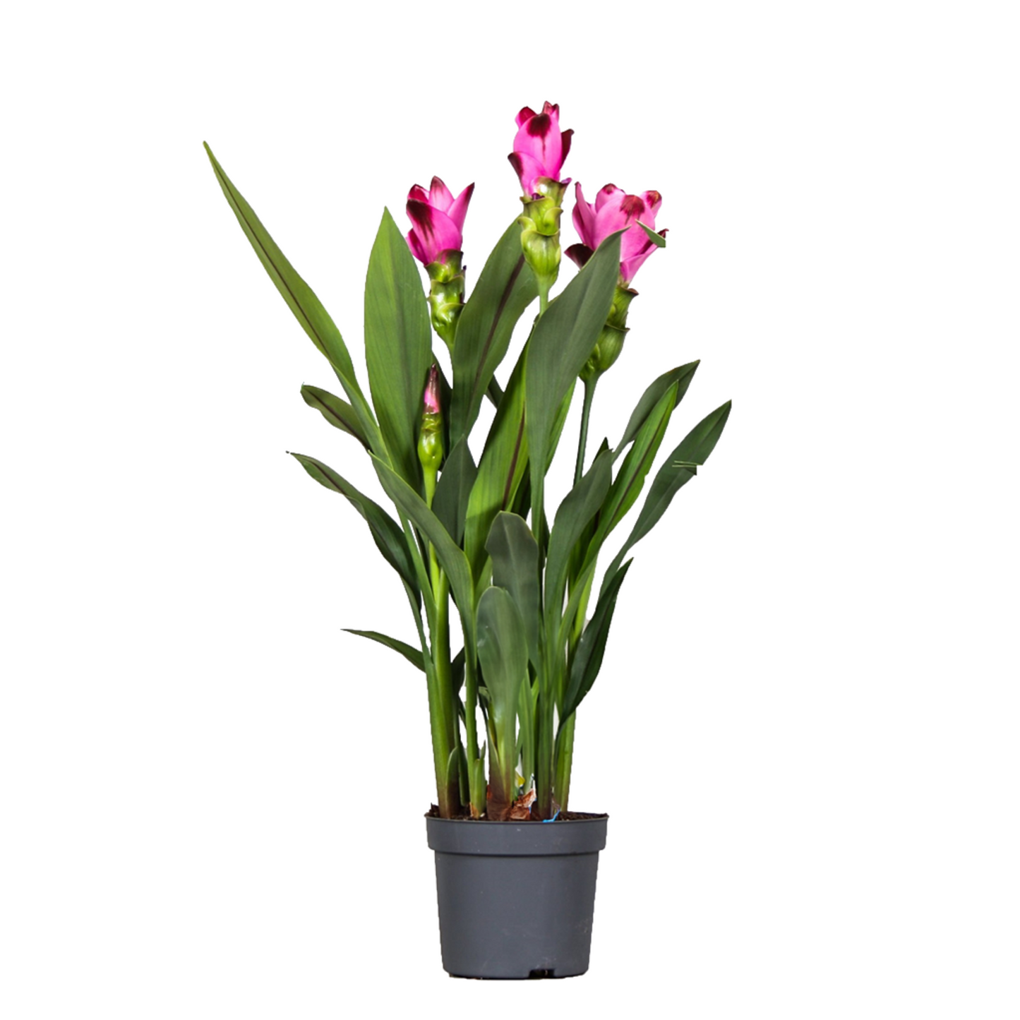 Siamese tulip turmeric - Curcuma 'Siam Splash' - Pink - H40-60cm - ⌀13cm