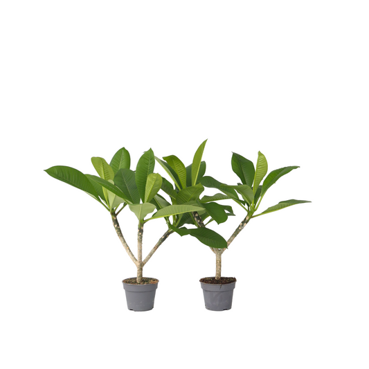 Frangipani - 2 pcs. - Plumeria rubra - Height 45-55cm - ⌀17cm