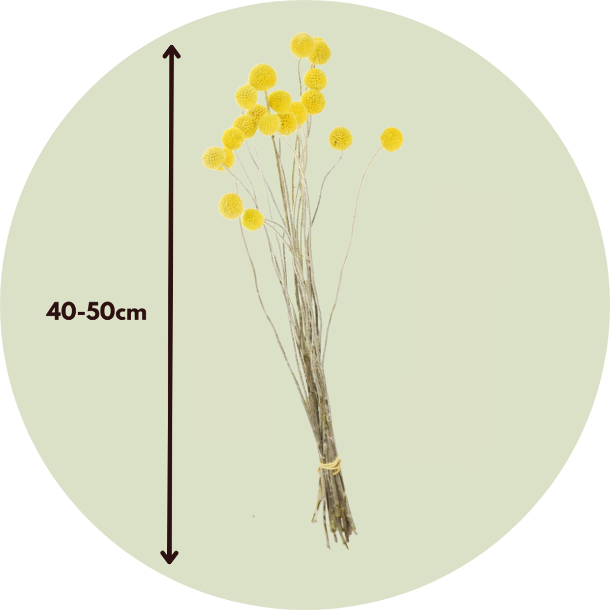 Dried flowers - Bouquet 'Craspedia natural yellow' - Dryflowers