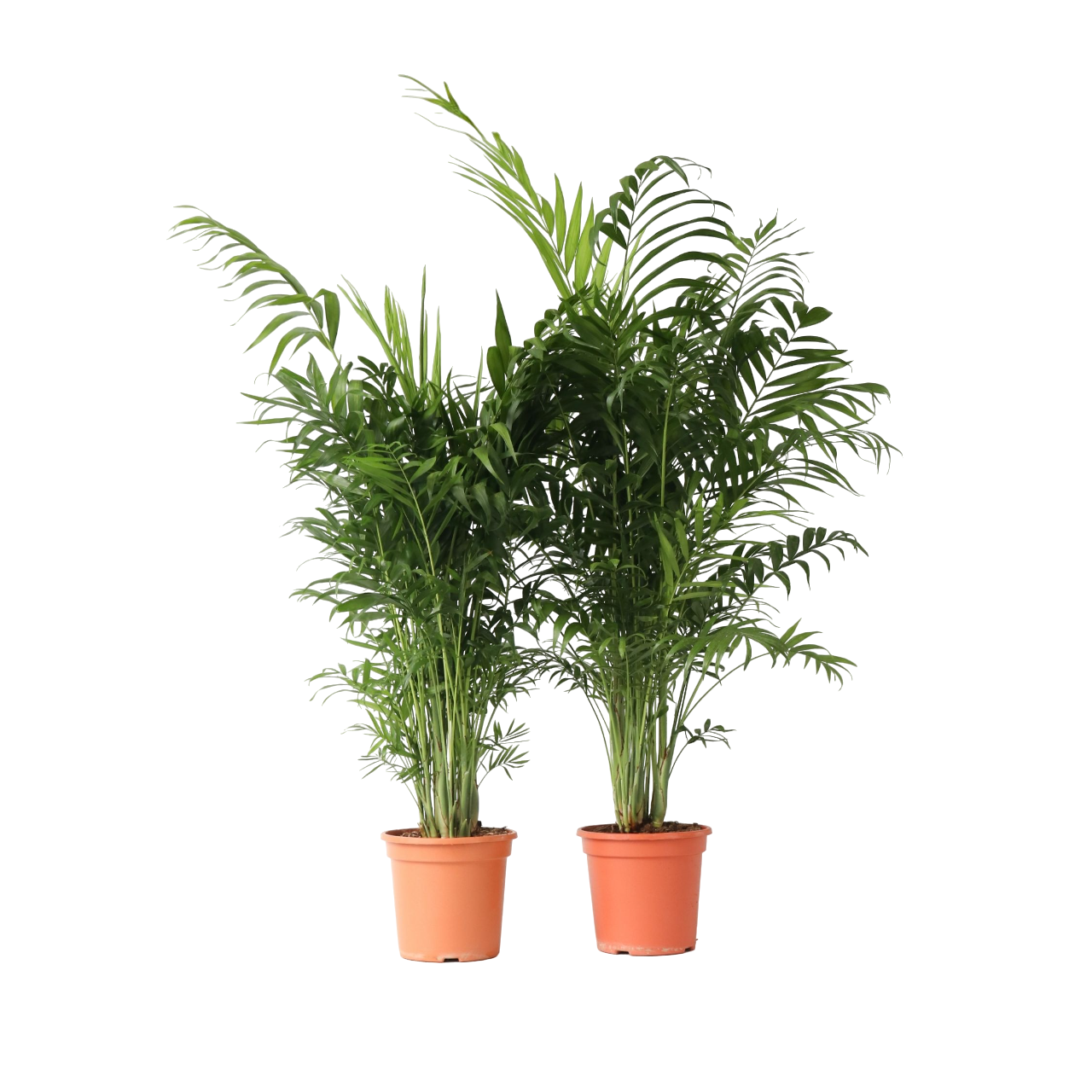 Parlour Palm - 2 pcs. - Chamaedorea elegans - Height 80-90cm - ⌀20cm