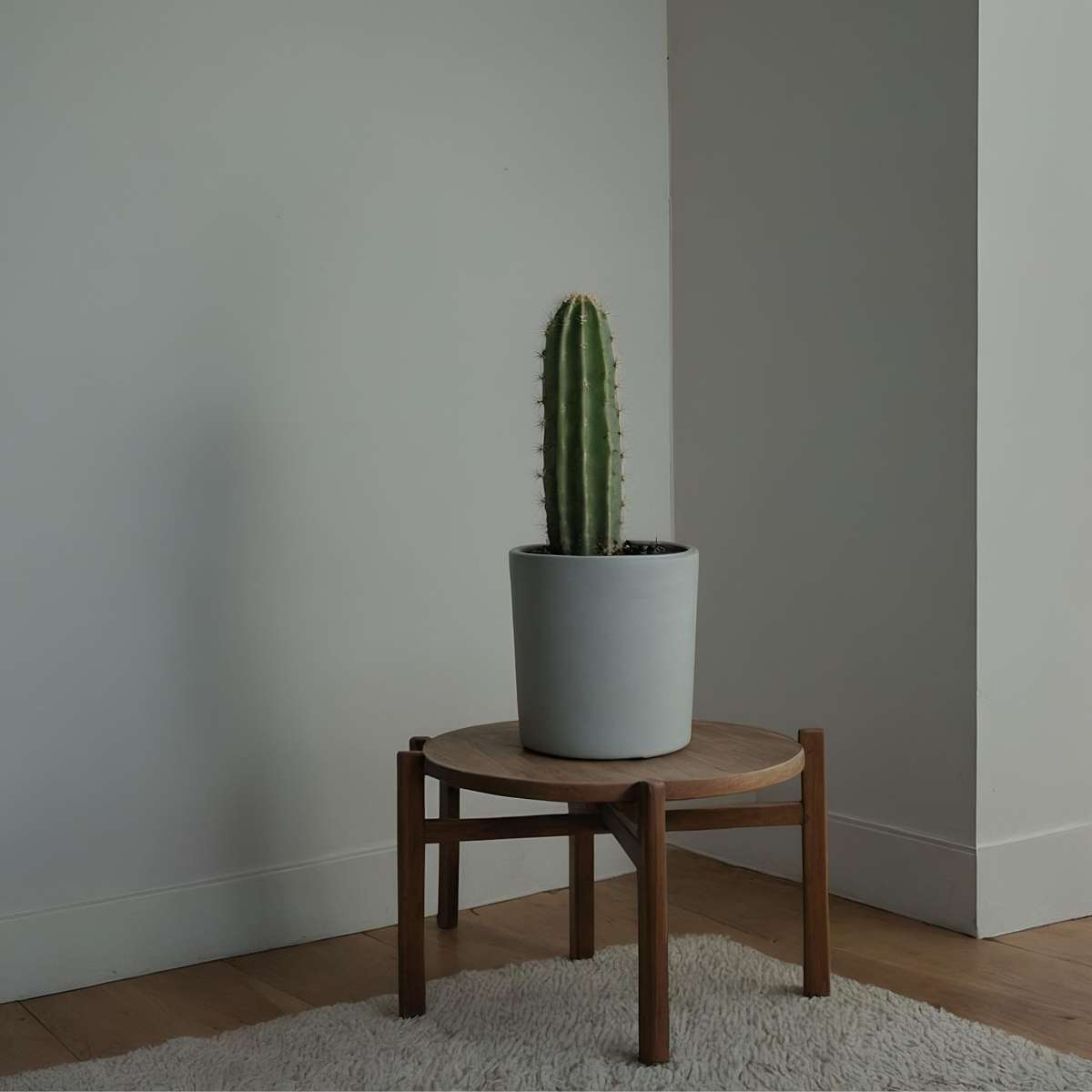 Candelabra tree cactus - 2 pcs. - Euphorbia ingens - Height 40-50cm - ⌀18cm