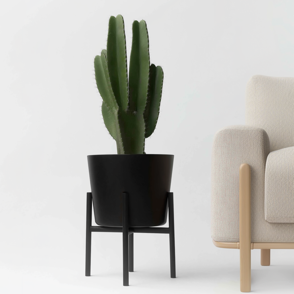 Candelabra tree cactus - Euphorbia ingens - Height 85-95cm - ⌀24cm