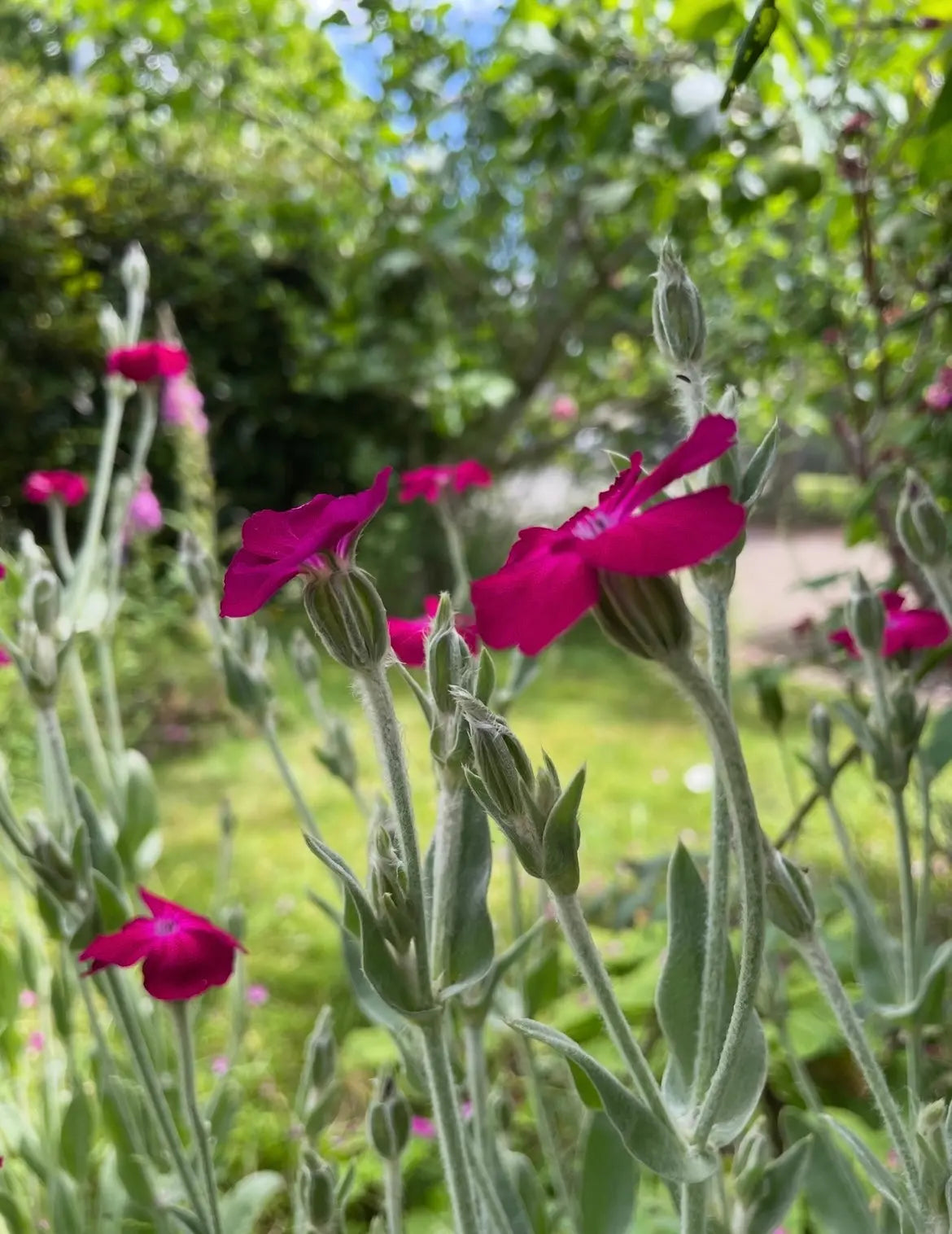 Rose Campion