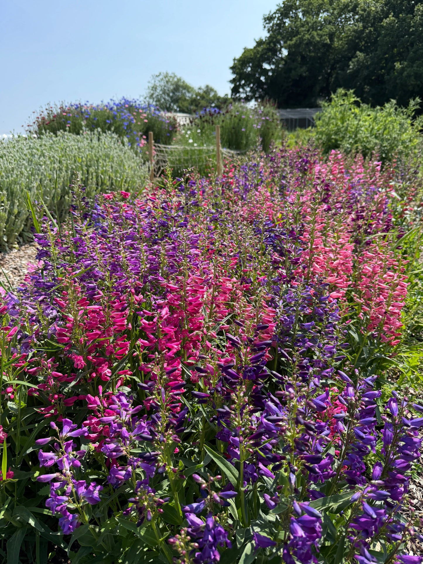 Penstemon Cambridge Mix