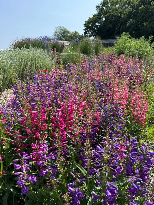 Penstemon Cambridge Mix