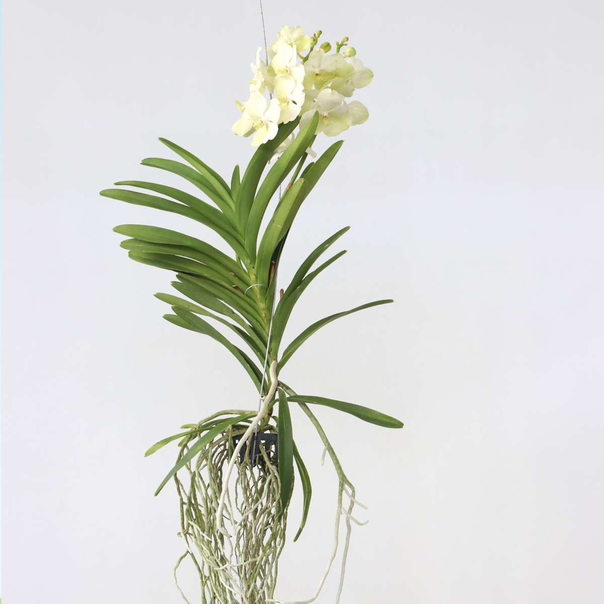 Vanda Orchid - Vanda 'Tayanee White' - Height 45-55cm