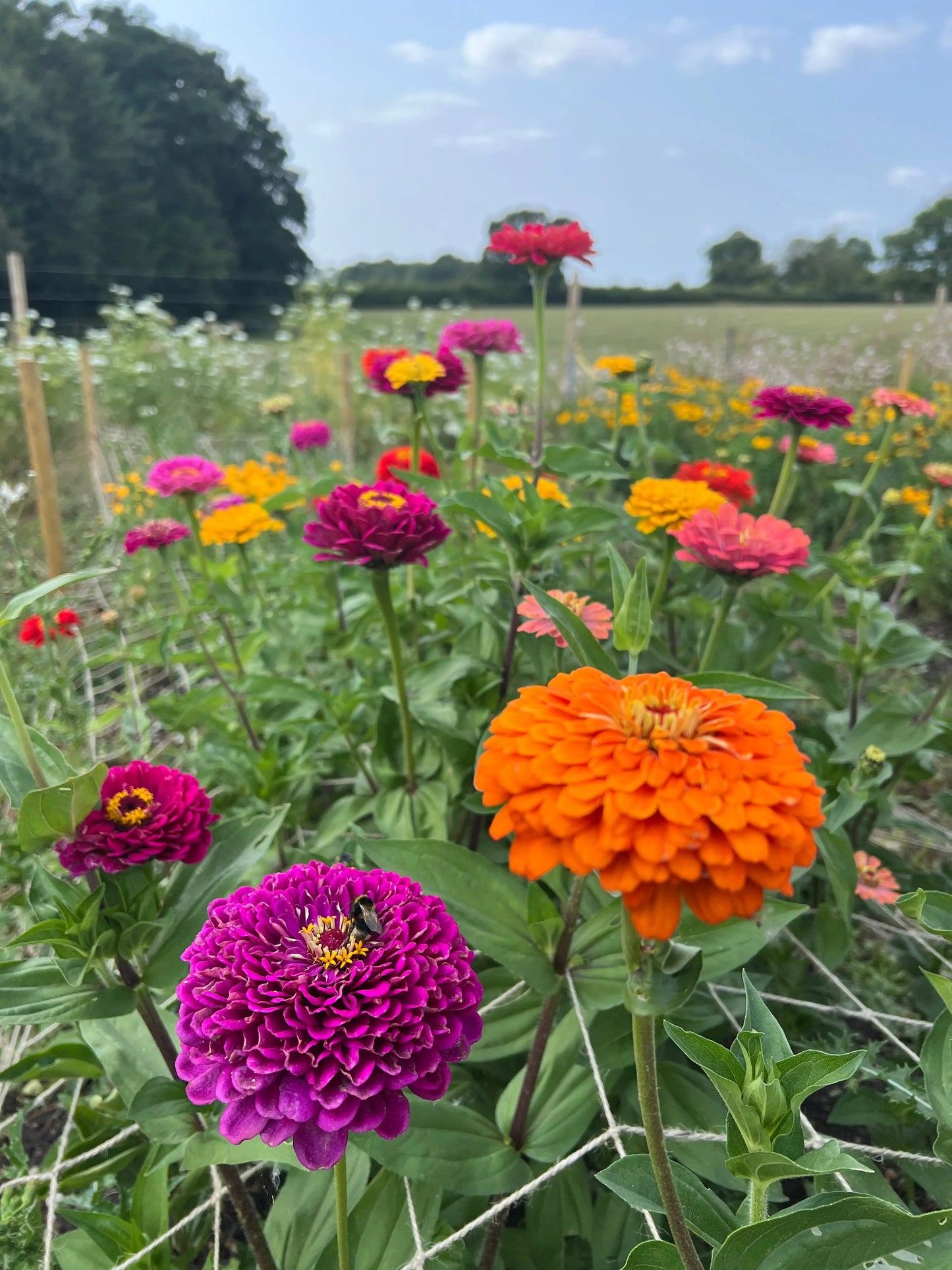 Zinnia Giants of California