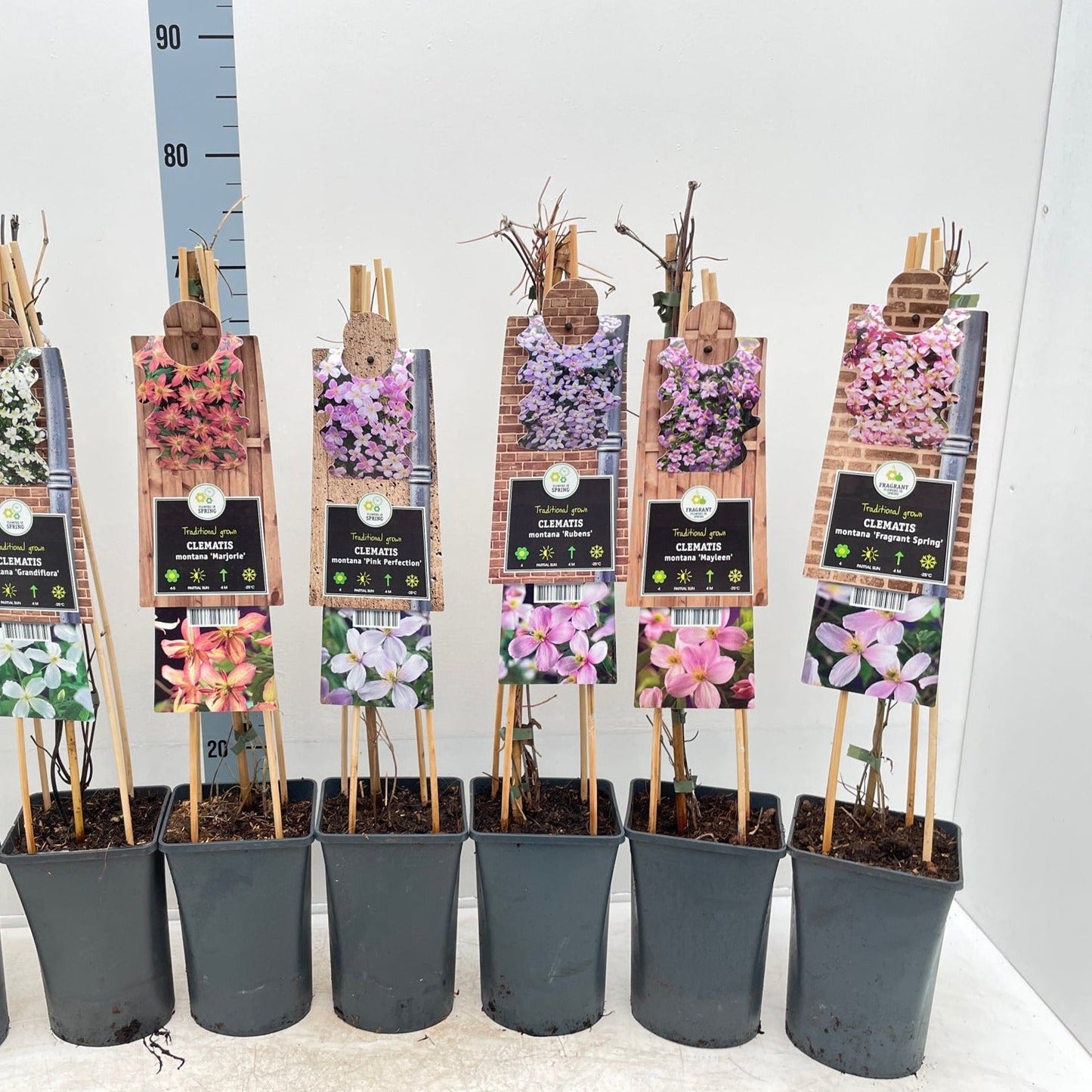 Clematis montana 'Mayleen' 60cm