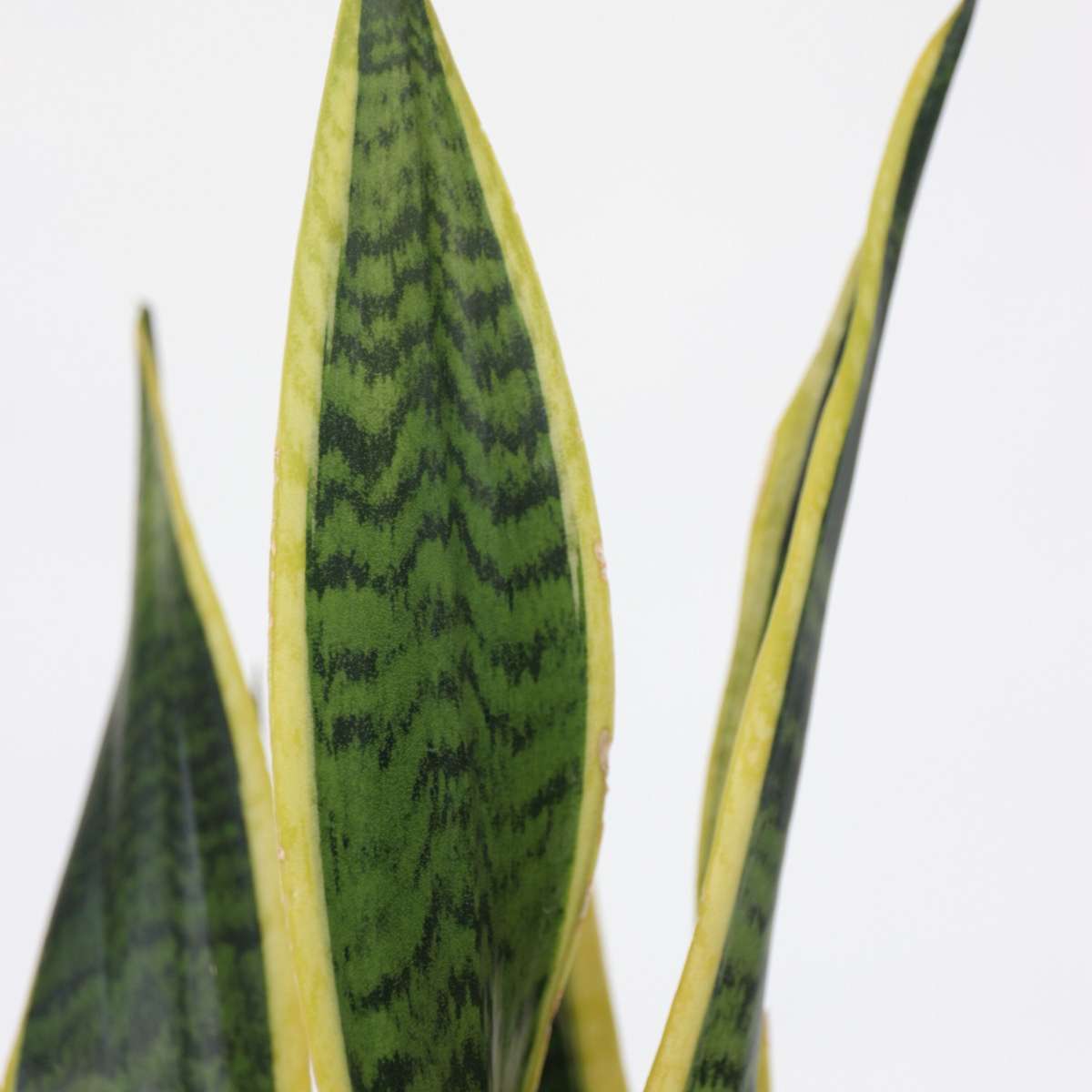 Snake Plant - Sansevieria trifasciata Laurentii - Height 60-70cm - ⌀17cm