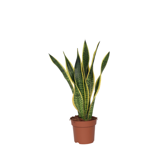 Snake Plant - Sansevieria trifasciata Laurentii - Height 60-70cm - ⌀17cm