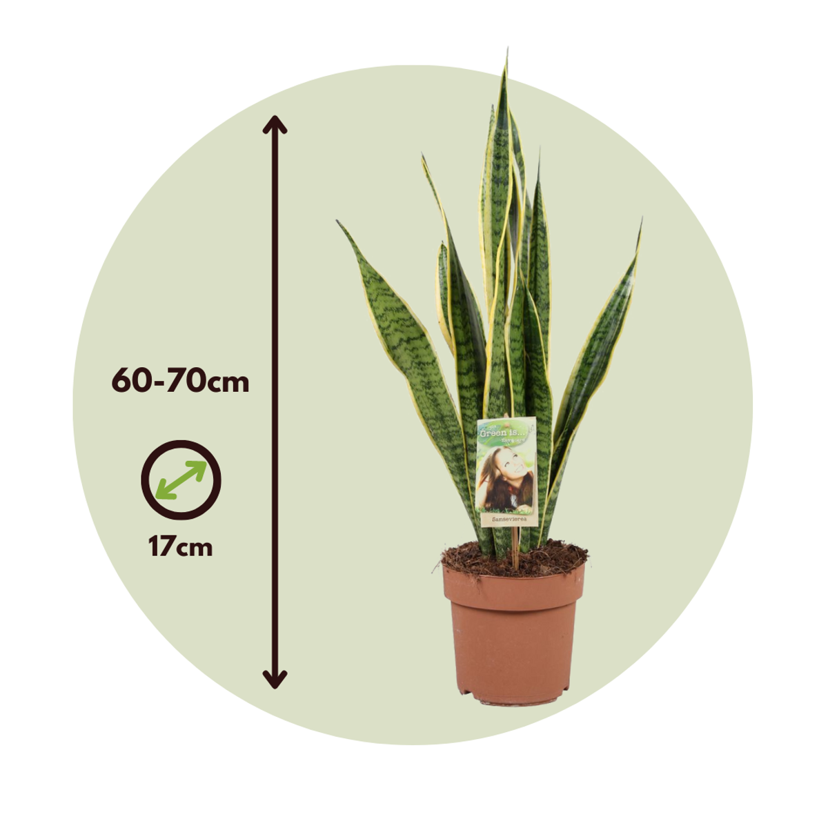 Snake Plant - Sansevieria trifasciata Laurentii - Height 60-70cm - ⌀17cm