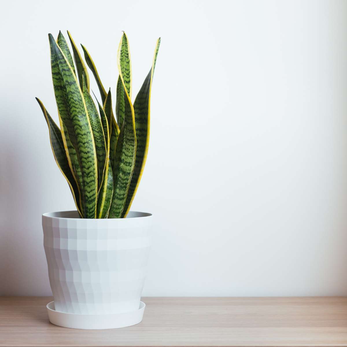 Snake Plant - Sansevieria trifasciata Laurentii - Height 60-70cm - ⌀17cm