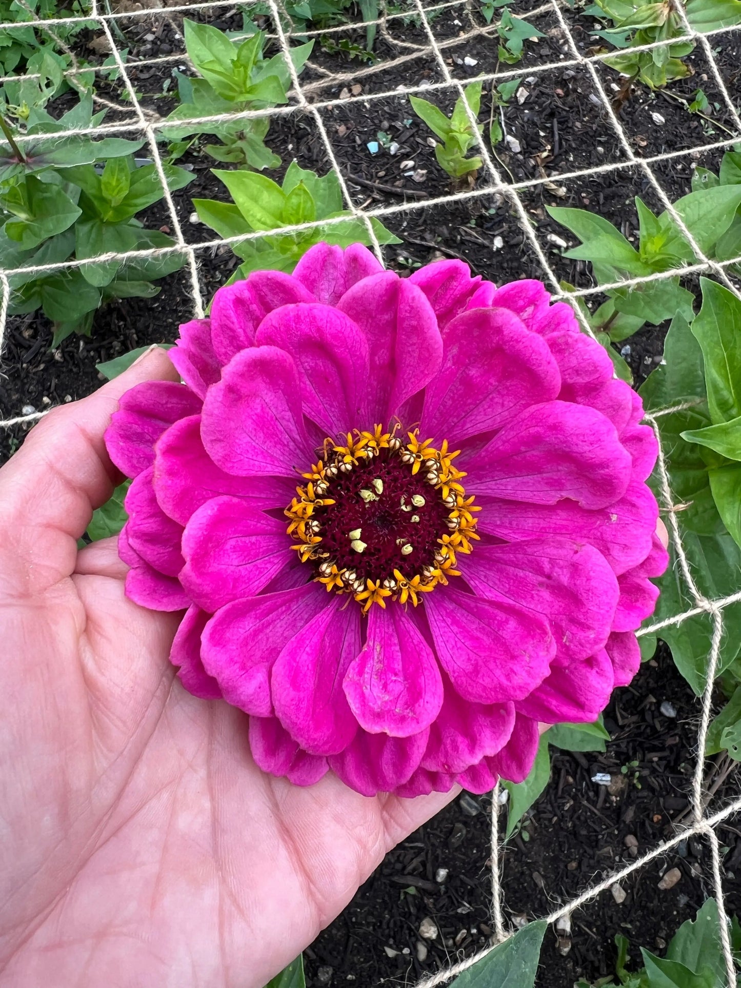 Zinnia Giants of California