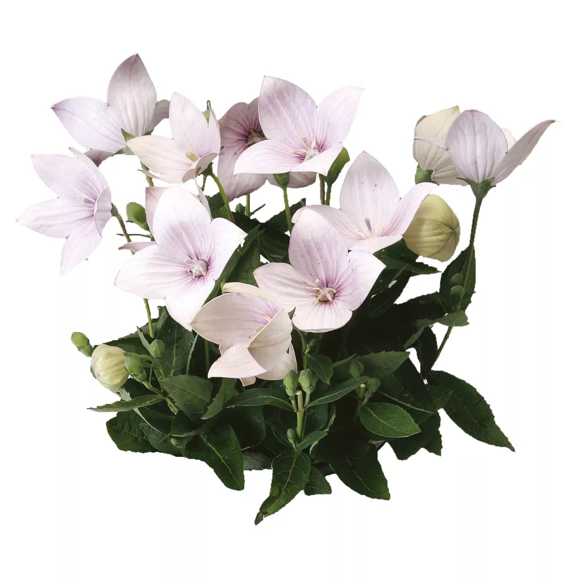 PLATYCODON grandiflora Astra Rose - 9cm Pot