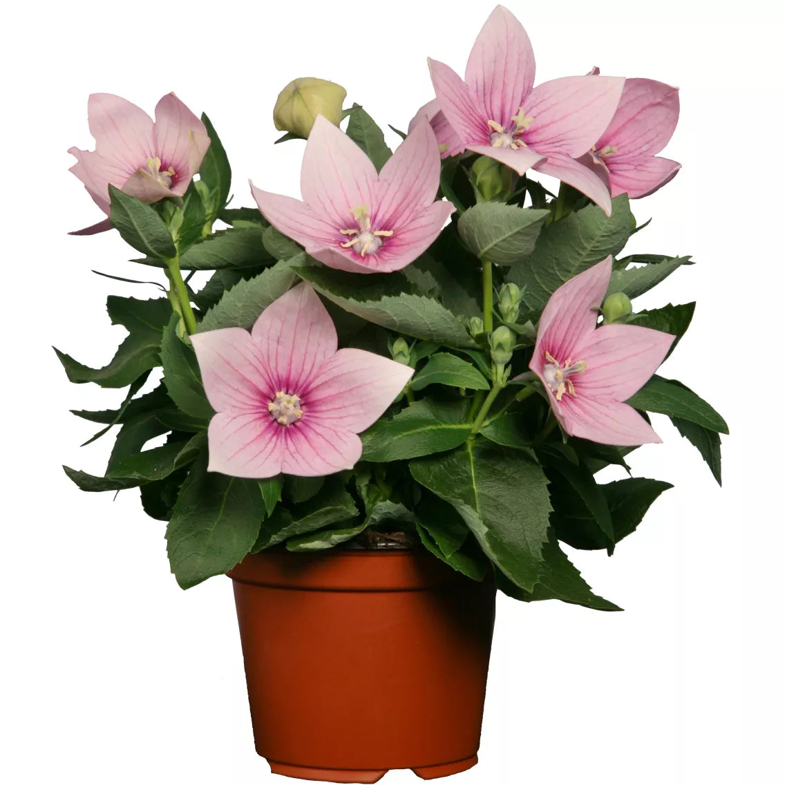 PLATYCODON grandiflora Astra Rose - 9cm Pot