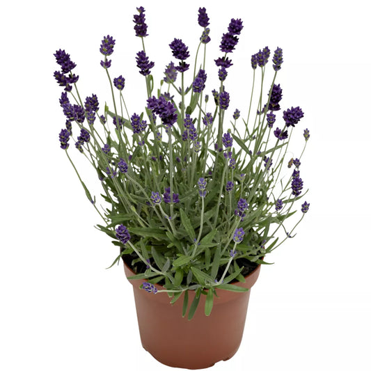 LAVANDULA angustifolia Vintro Bee Blue - 9cm Pot