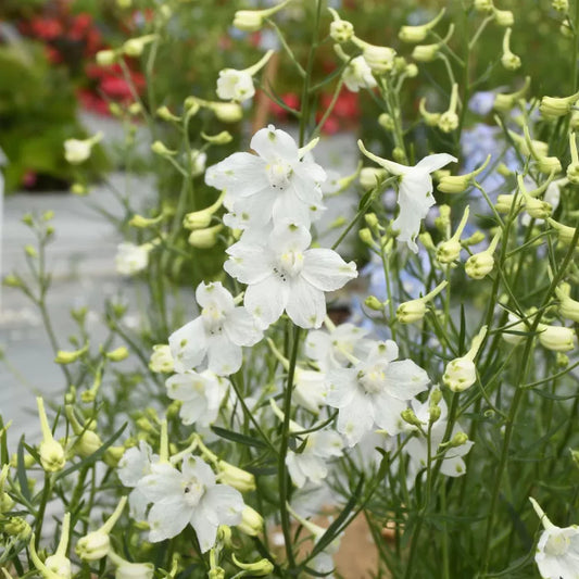 DELPHINIUM grandiflourum Hunky Dory White - 9cm Pot