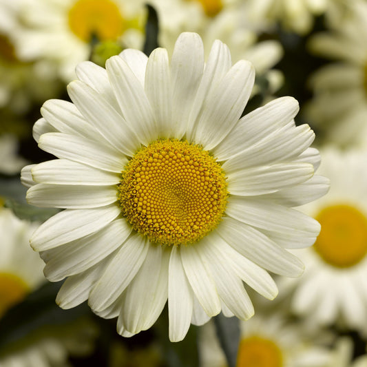 LEUCANTHEMUM maximum Western Star Scorpio Vanilla - 9cm Pot