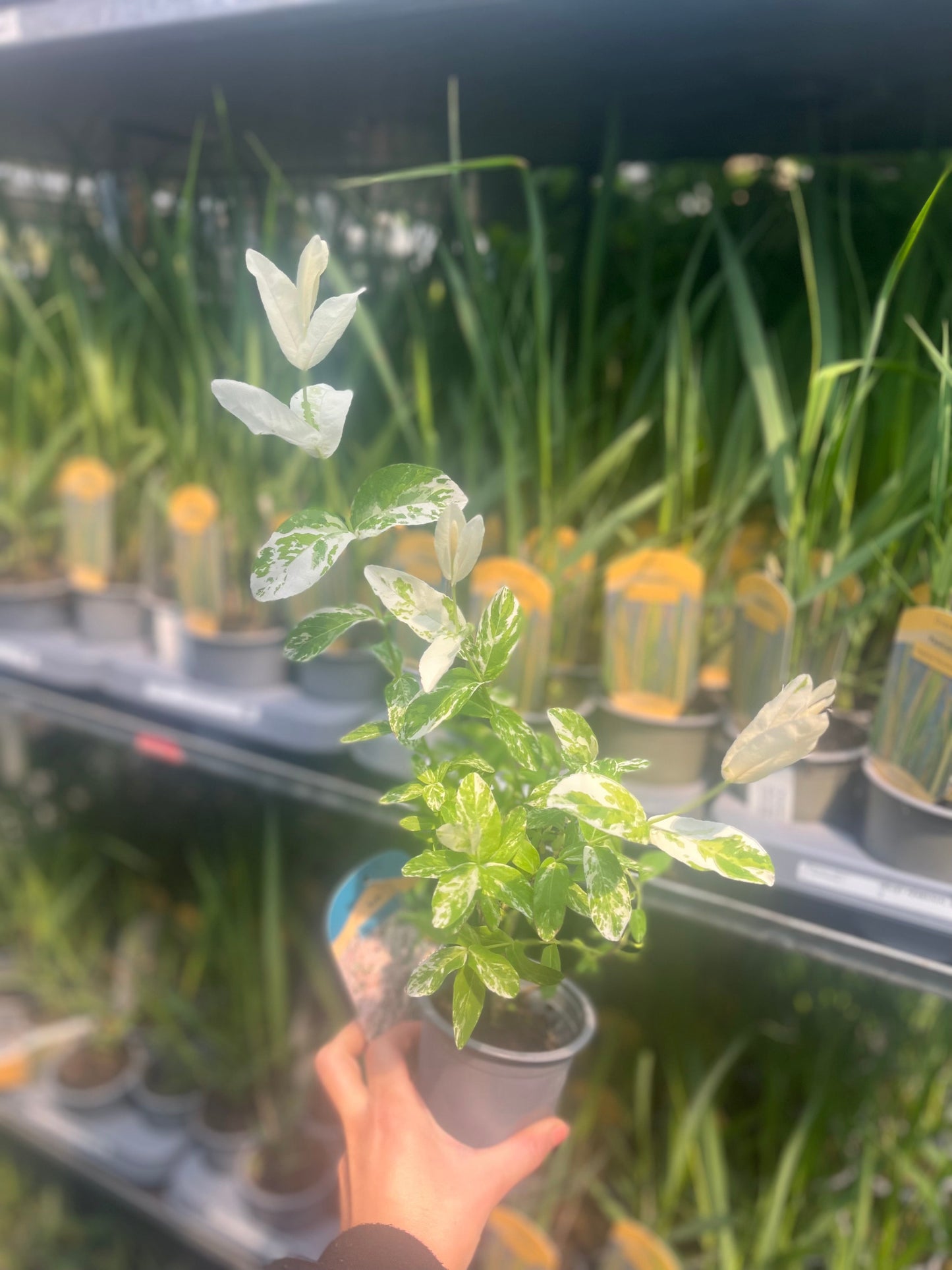 Salix integra 'Flamingo' Shrub 9cm / 1L / 1.5L