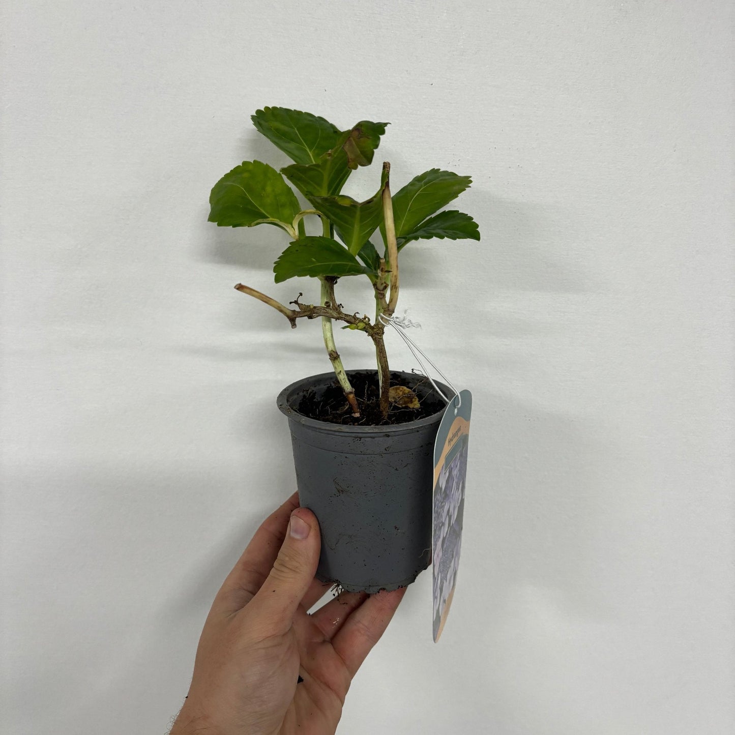 Hydrangea macrophylla 'Blue Ball' 9cm-5L