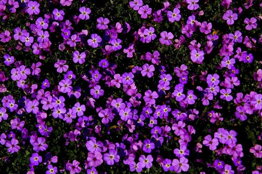 AUBRIETA Purple Cascade - 9cm Pot