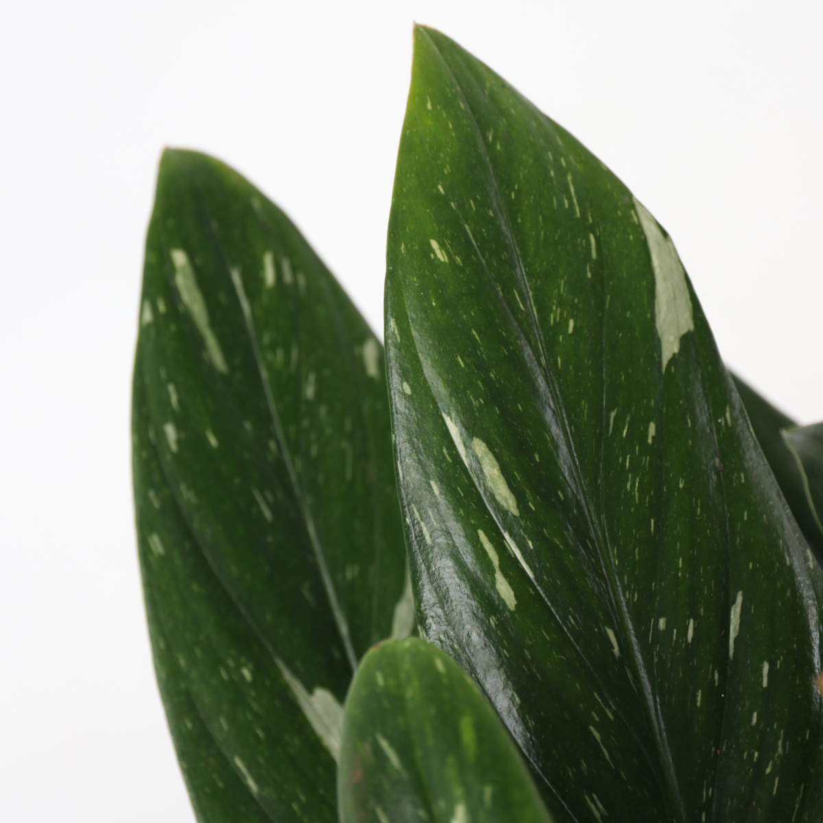 Sweetheart Plant - Philodendron Cobra - Height 55-65cm - ⌀19cm