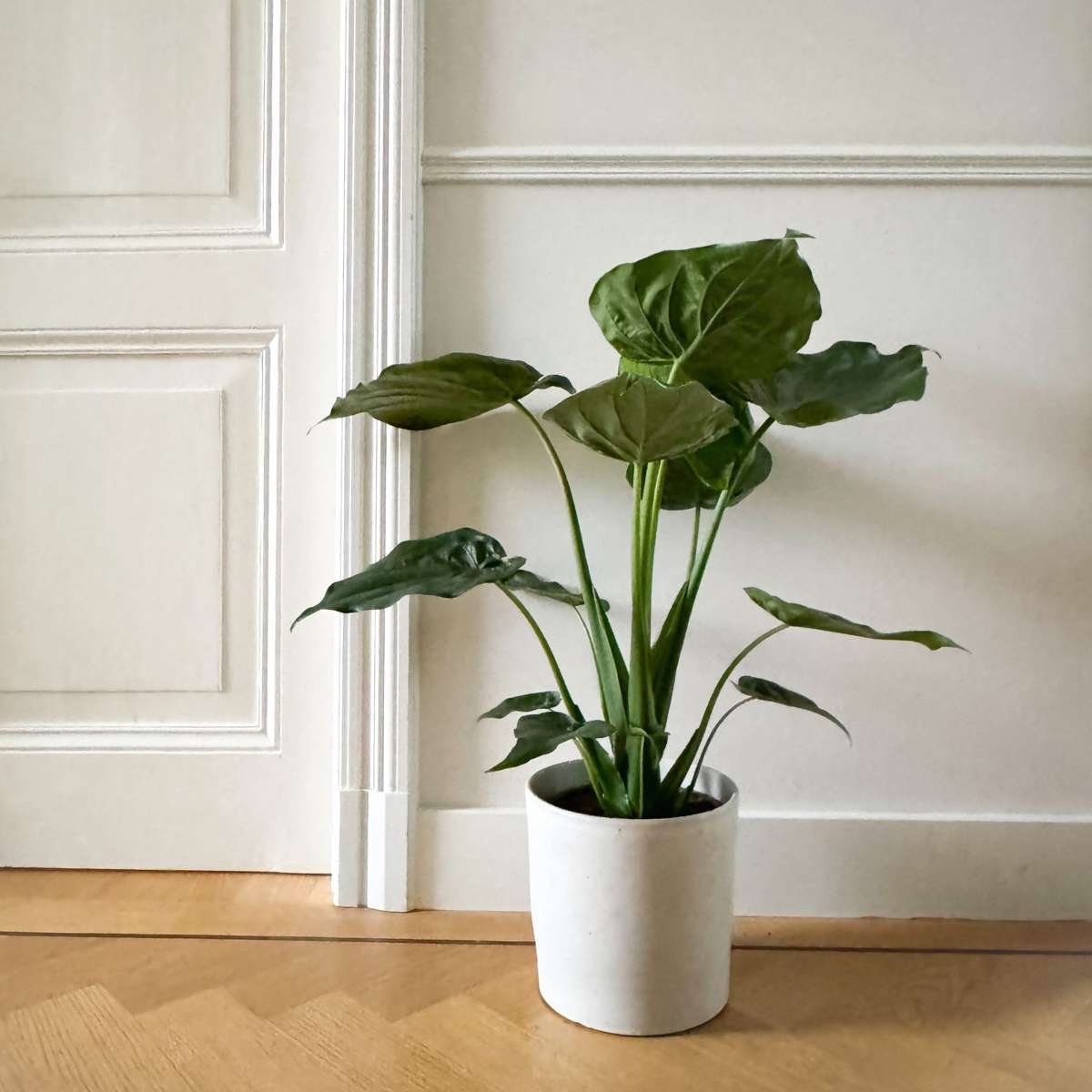 Elephant's Ear - Alocasia 'Cucullata' - Height 70-80cm - ⌀19cm