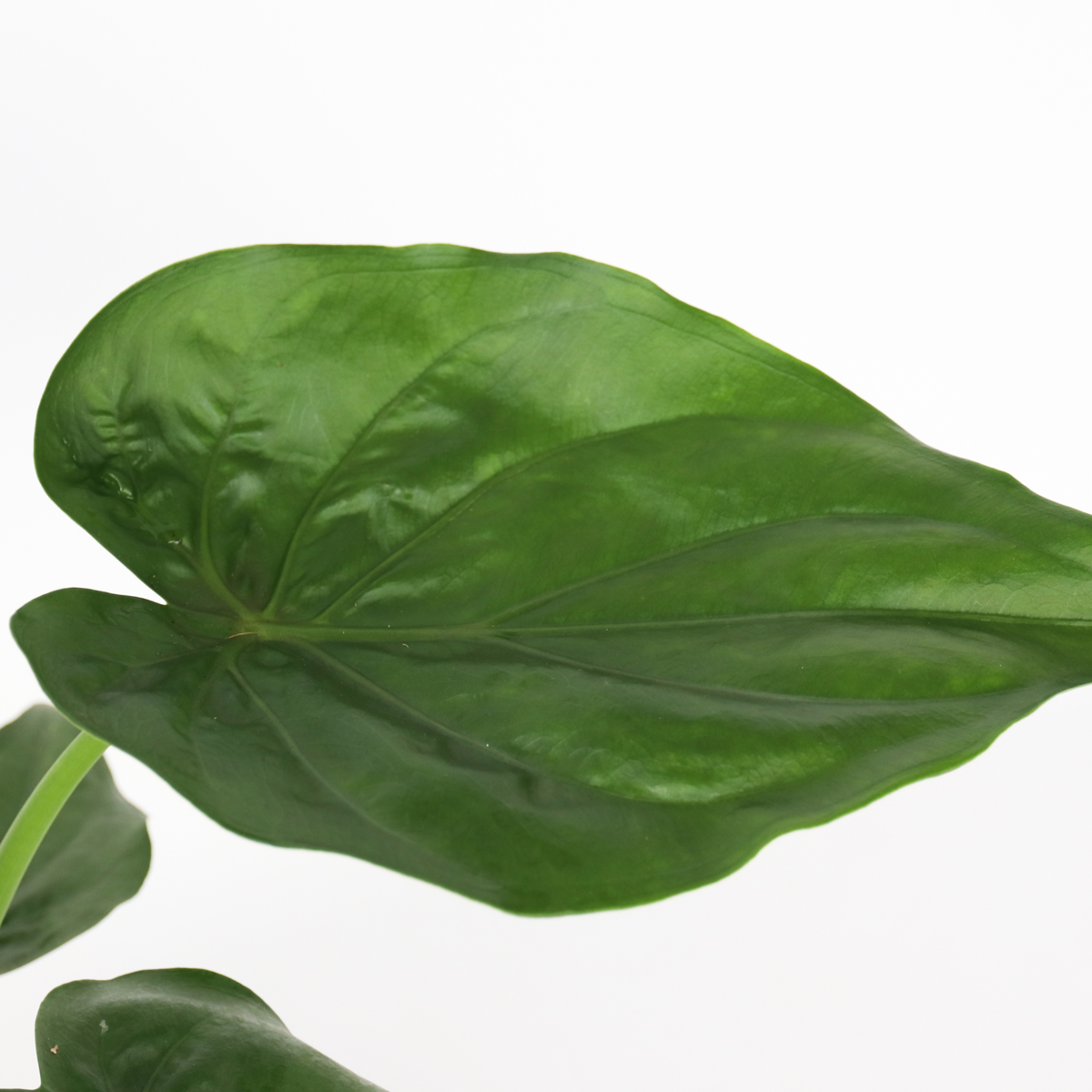 Elephant's Ear - Alocasia 'Cucullata' - Height 70-80cm - ⌀19cm