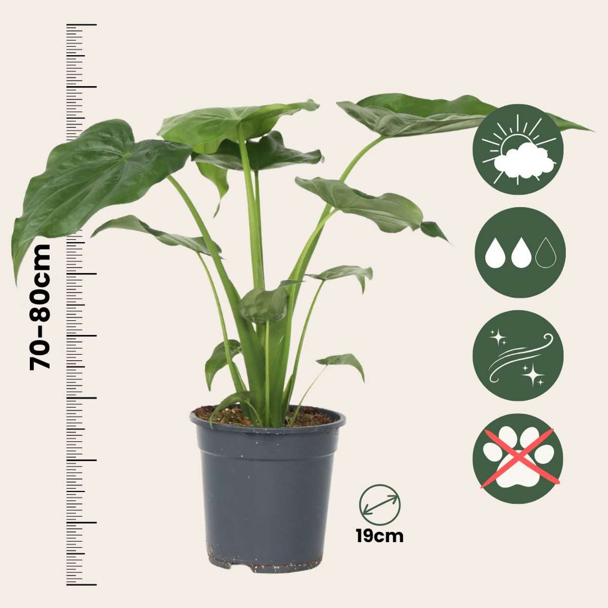 Elephant's Ear - Alocasia 'Cucullata' - Height 70-80cm - ⌀19cm