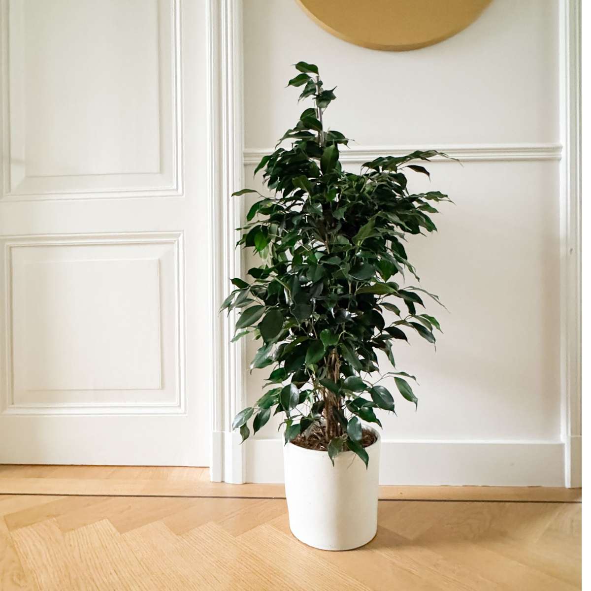 Weeping fig - Ficus benjamina 'Danielle' - Height 100-110cm - ⌀21cm