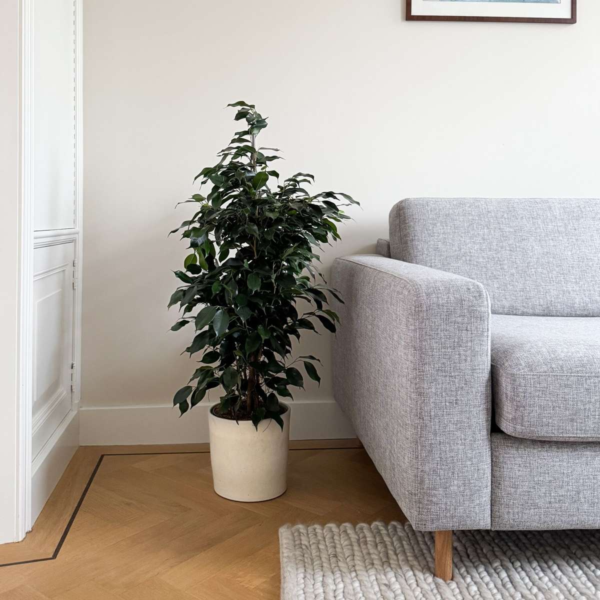 Weeping fig - Ficus benjamina 'Danielle' - Height 100-110cm - ⌀21cm