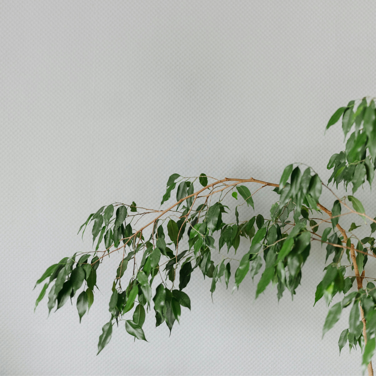 Weeping fig - Ficus benjamina 'Danielle' - Height 100-110cm - ⌀21cm