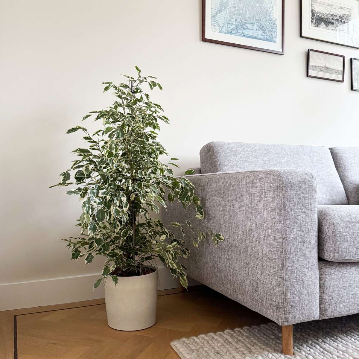 Weeping fig - Ficus Benjamina 'Twilight' - Height 100-110cm - ⌀21cm