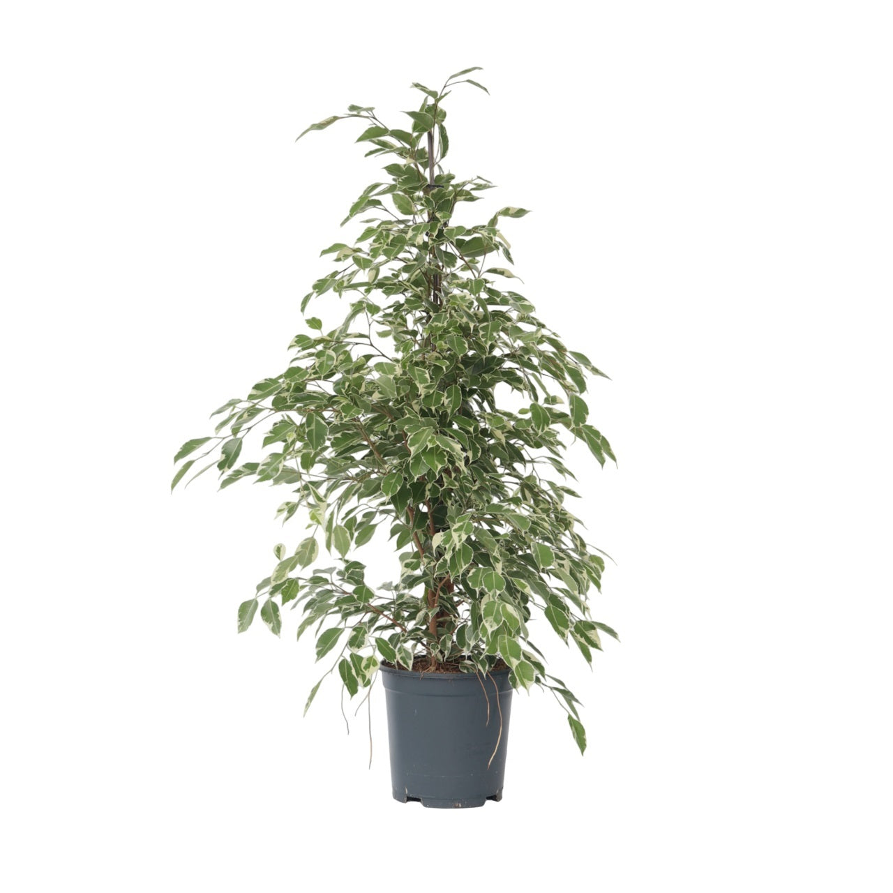 Weeping fig - Ficus Benjamina 'Twilight' - Height 100-110cm - ⌀21cm