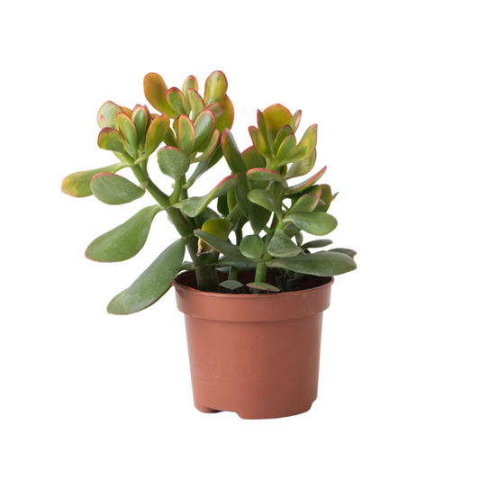 Jade plant - Crassula ovata 'Sunset' - Height 15-20cm - Pot 17cm