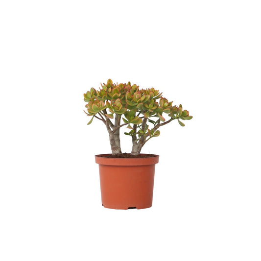Jade plant - Crassula ovata 'Sunset' - Height 45-50cm - ⌀23cm