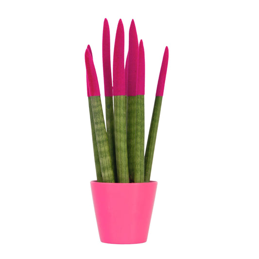 Snake Plant Velvet Touch - Sansevieria cylindrica - Height 20-40cm - ⌀9cm