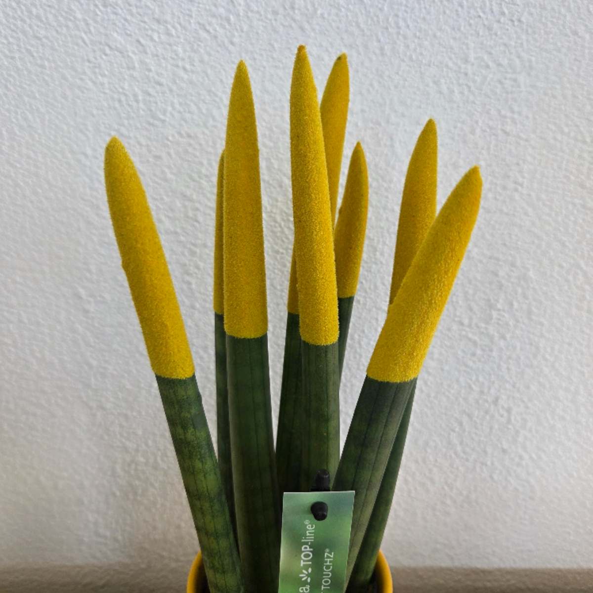 Snake Plant Velvet Touch - Sansevieria cylindrica - Height 20-40cm - ⌀9cm
