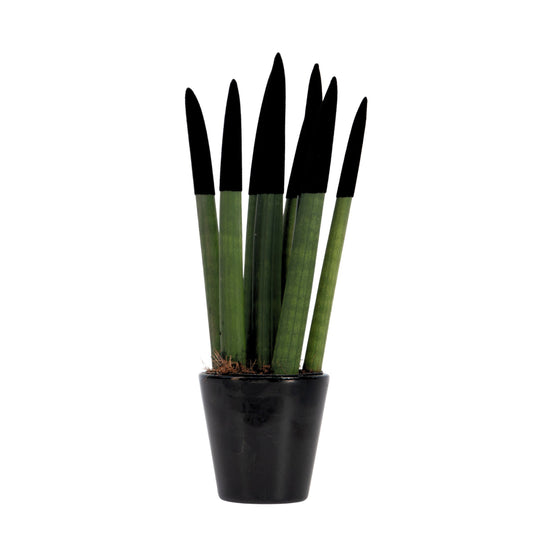 Snake Plant Velvet Touch - Sansevieria cylindrica - Height 20-40cm - ⌀9cm