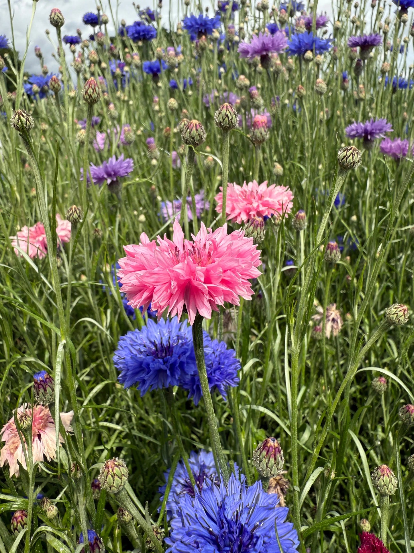 Cornflower Pink Ball