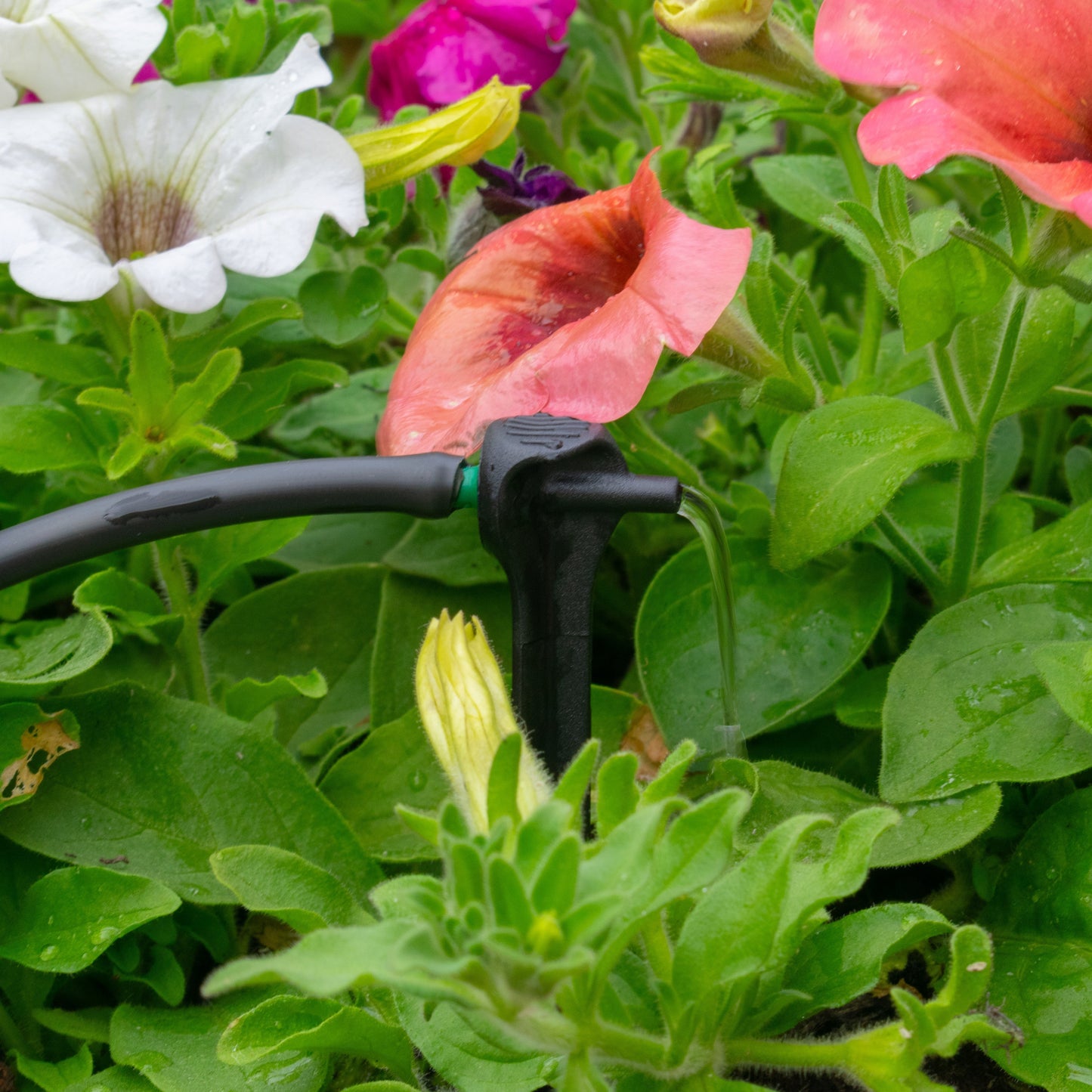 Antelco Asta® Drip 8L/H Pressure Compensating Spike Drippers