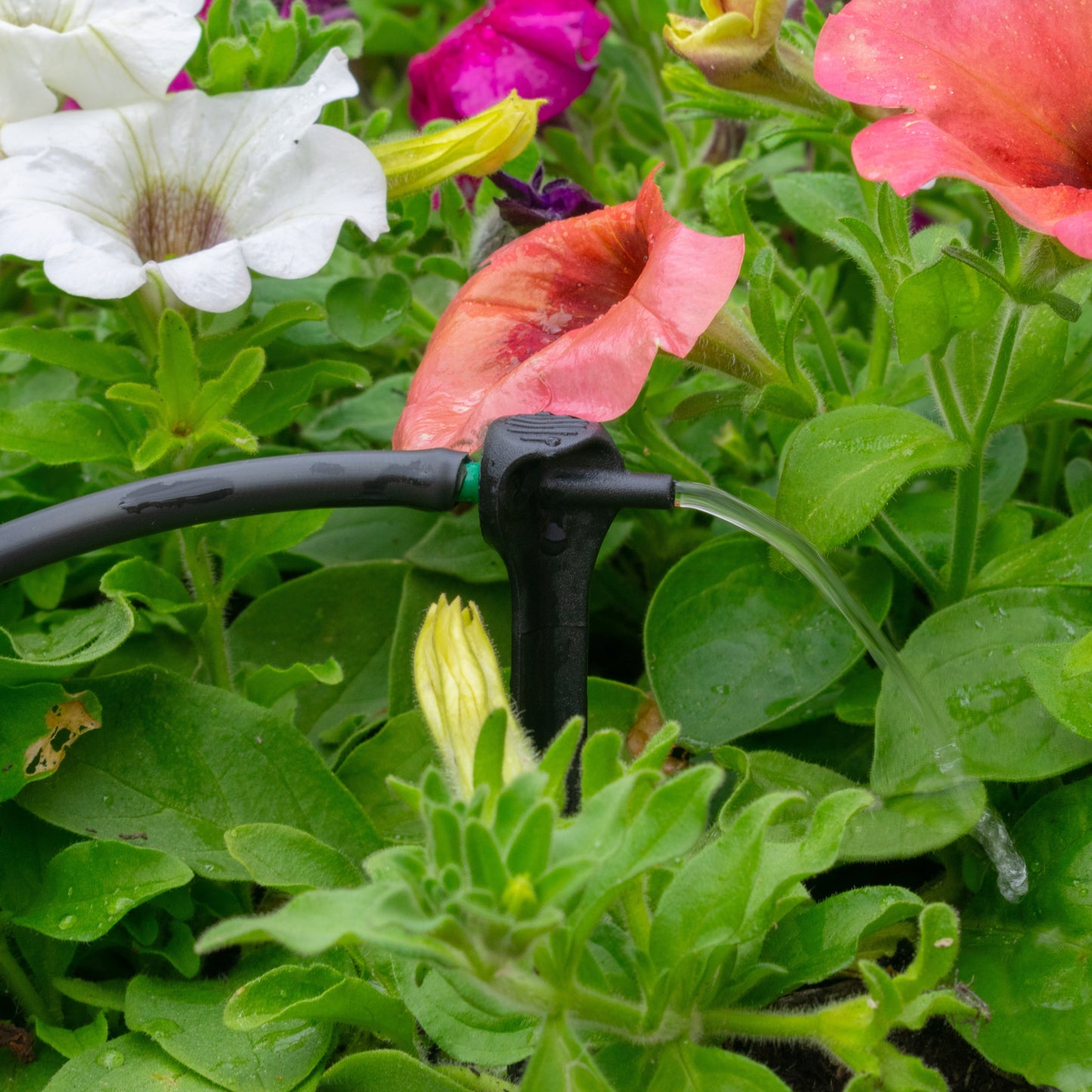 Antelco Asta® Drip 8L/H Pressure Compensating Spike Drippers